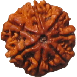 Rudraksha Mala