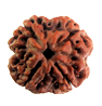 Rudraksha
